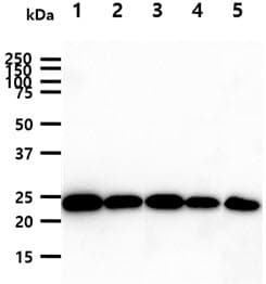 GSTP1 / GST Pi Antibody (clone AT12C10)