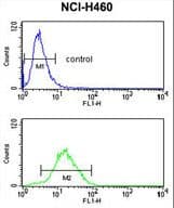 CCNB1IP1 Antibody (aa199-228)