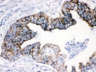 AIFM1 / AIF / PDCD8 Antibody