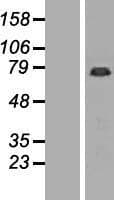 GAS2L1 Protein (Over-Expression Lysate Myc-DDK (Flag))