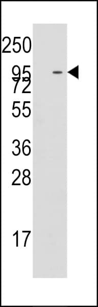 C18orf8 / MIC1; Antibody (aa399-428)