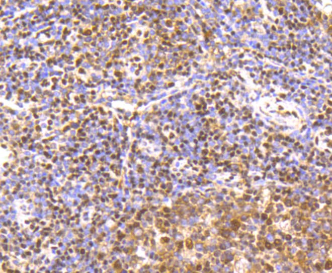 Monoclonal Rabbit anti-Human CREB1 / CREB Antibody (IHC, IF, WB)