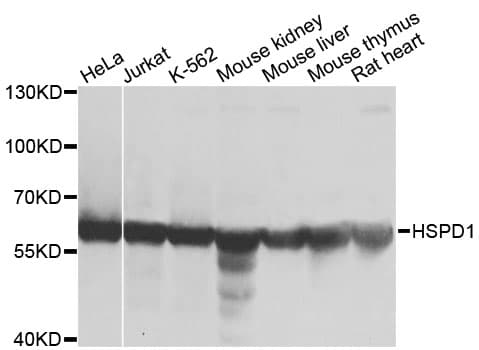 HSPD1 / HSP60 Antibody