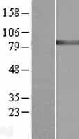 Human GARS / Glycyl tRNA Synthetase Protein (Over-Expression Lysate Myc-DDK (Flag))