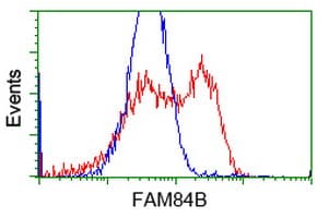FAM84B Antibody (clone OTI5D8)