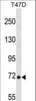MARCH7 / Axotrophin Antibody (aa67-95)
