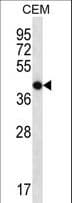 OR7G2 Antibody (aa278-307)