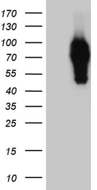 SYTL4 / Granuphilin Antibody (clone OTI3G3)