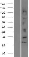 Human DEFB112 Protein (Over-Expression Lysate Myc-DDK (Flag))