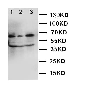 GBP1 Antibody (aa566-589)