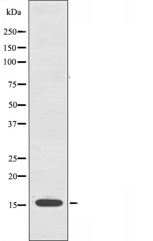 ORAOV1 Antibody