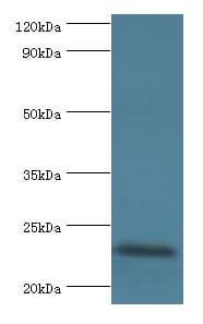 FGF6 Antibody (aa38-208)