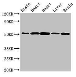 NUCB2 / Nucleobindin 2 Antibody