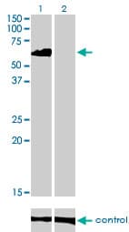 EIF4G3 Antibody (clone 1H5)