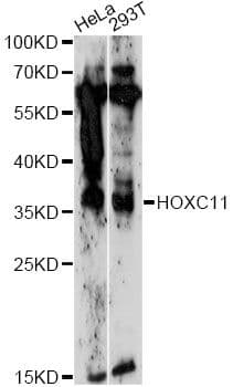 HOXC11 Antibody