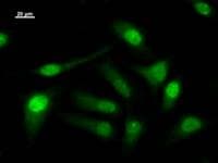LSM10 Antibody (clone 2522C1a)