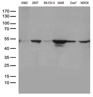 DDX39B / UAP56 Antibody (aa319-428, clone OTI2C12, Carrier-free)