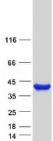 Human SDSL / Serine Dehydratase-Like Protein (Recombinant Myc-DDK (Flag))