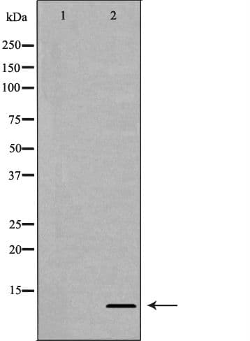 Histone H4 Antibody