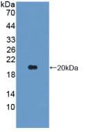 IL-1B / IL-1 Beta Antibody (Cy3)