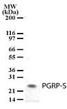 PGLYRP1 / PGRP Antibody (aa165-180, clone 188C424)