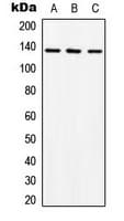 ABL1 / c-ABL Antibody (C-Terminus)