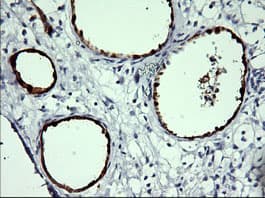 IDO1 / IDO Antibody (clone OTI1A3)