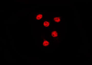 Histone H3 Antibody
