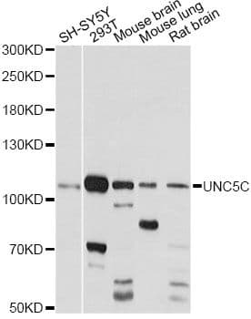 Polyclonal Rabbit anti-Human UNC5H3 / UNC5C Antibody (WB)