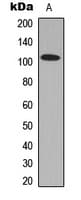 Polyclonal Rabbit anti-Human GPRIN1 / GRIN1 Antibody (Internal, WB)