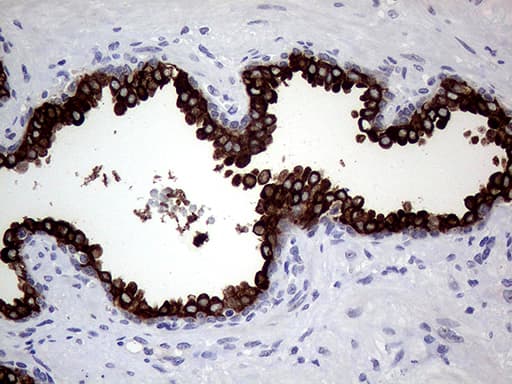 AGR2 Antibody (aa21-175, clone OTI2D11)