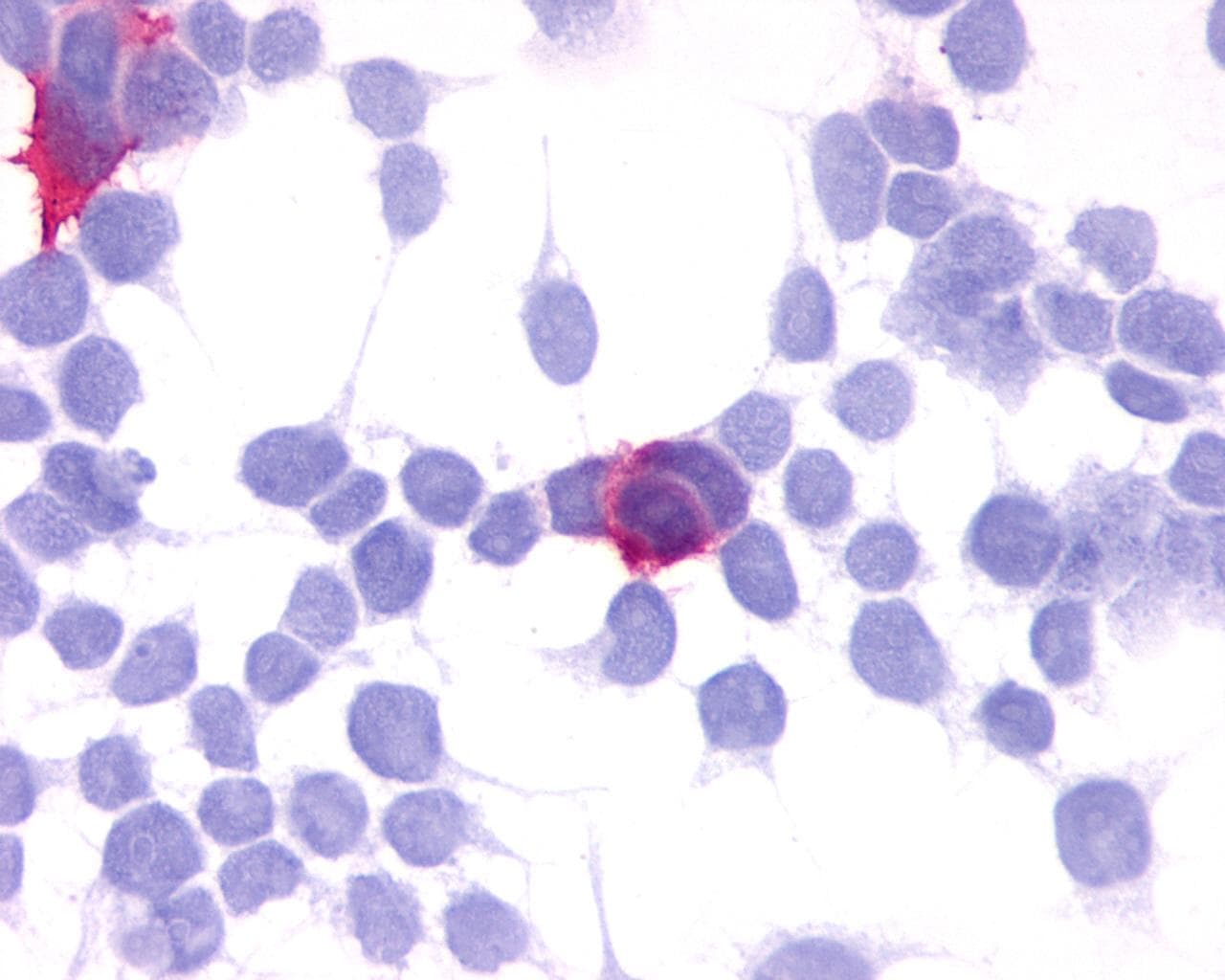 PathPlus™ GPR35 Antibody (C-Terminus)