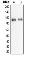 NPAS2 Antibody (Internal)