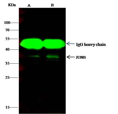 JUNB / JUN-B Antibody (Preservative Free)