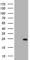 KRAS Antibody (clone OTI3B12)