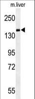 PDE6C Antibody (aa271-300)