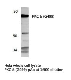 PRKCD / PKC-Delta Antibody (Gly499)