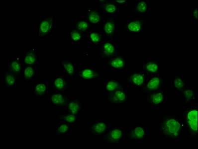 HIST1H2AI Antibody