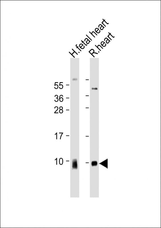 ATP5G1 / ATP5G Antibody (Internal)
