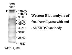 ANKRD50 Antibody (aa524-743)