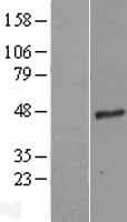 GNA15 Protein (Over-Expression Lysate Myc-DDK (Flag))