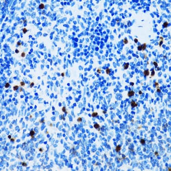 SPN / CD43 Antibody