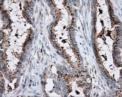 KCTD5 Antibody (clone OTI3C8, Carrier-free)