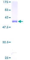 Human AK4 / Adenylate Kinase 4 Protein (Recombinant GST)