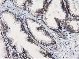 GUK1 / Guanylate Kinase 1 Antibody (clone OTI4A8)