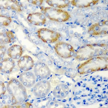 IHC-plus™ NR4A1 / NUR77 Antibody