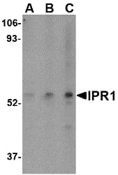 SP110 Antibody
