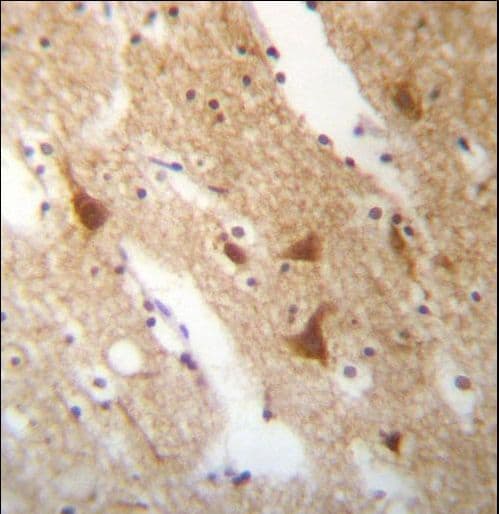 ELAVL3 / HUC Antibody (aa71-99)