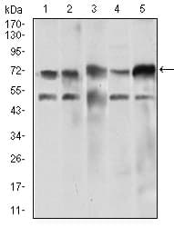 NELFA / WHSC2 Antibody (aa280-511, clone 6B11H8)
