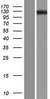 OVCH1 Protein (Over-Expression Lysate Myc-DDK (Flag))